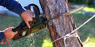 Best Lawn Maintenance Plans  in Paradise, CA