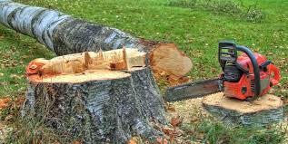 Best Root Management and Removal  in Paradise, CA