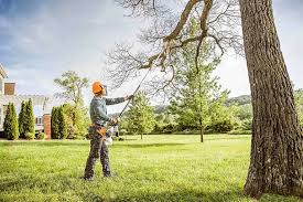Best Tree Disease Treatment  in Paradise, CA