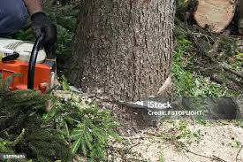 Best Fruit Tree Pruning  in Paradise, CA