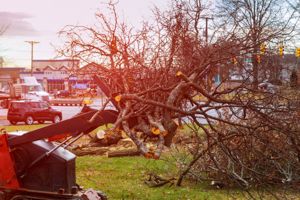 Best Storm Damage Tree Cleanup  in Paradise, CA