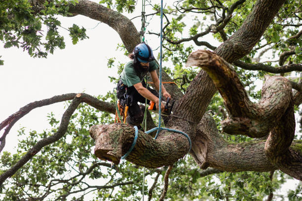 Best Stump Grinding and Removal  in Paradise, CA