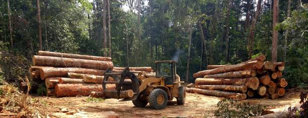 Best Commercial Tree Services  in Paradise, CA