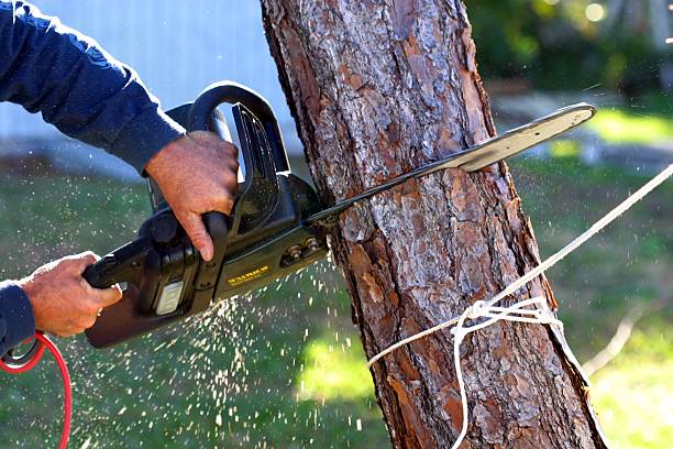 Best Aeration Services  in Paradise, CA
