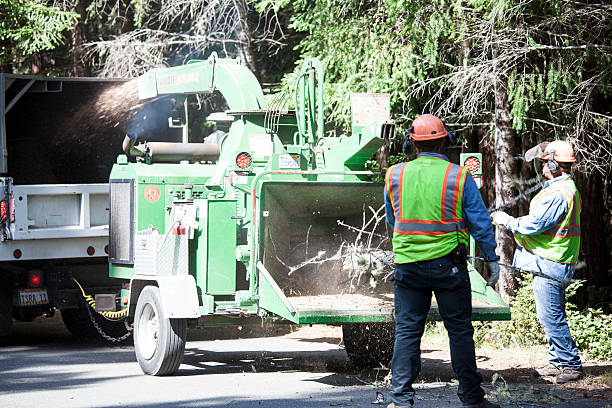 Best Tree Trimming and Pruning  in Paradise, CA