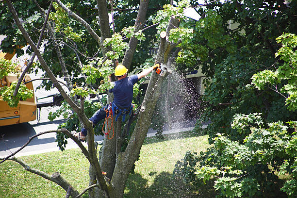 Best Arborist Consultation Services  in Paradise, CA