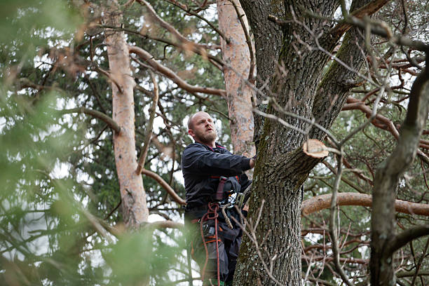 Best Tree Preservation Services  in Paradise, CA