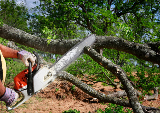 Trusted Paradise, CA Tree Care Experts