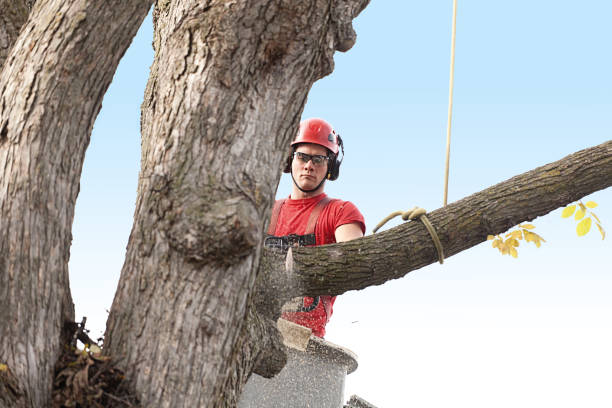 Best Lawn Pest Prevention  in Paradise, CA